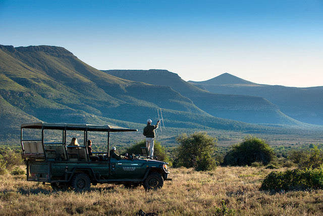 Bringing lions back to the Karoo - The story of Samara