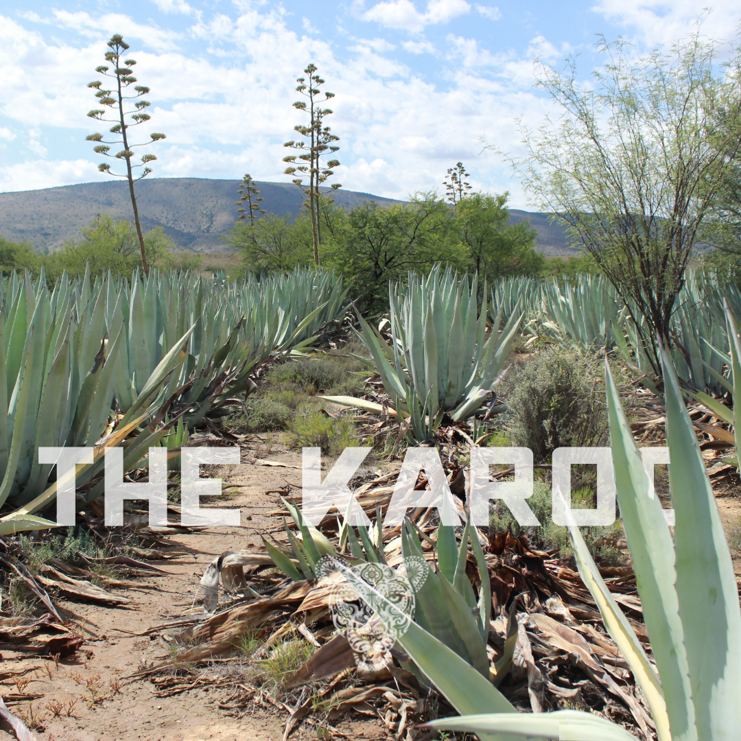 The Karoo. A semi desert region in the heart of South Africa