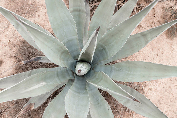 Agave is not a cactus FYI